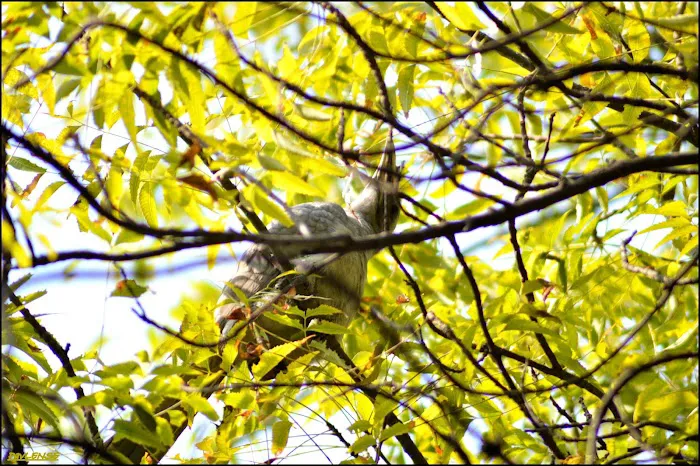 Watch Tower 1 Bird Sanctury - 7