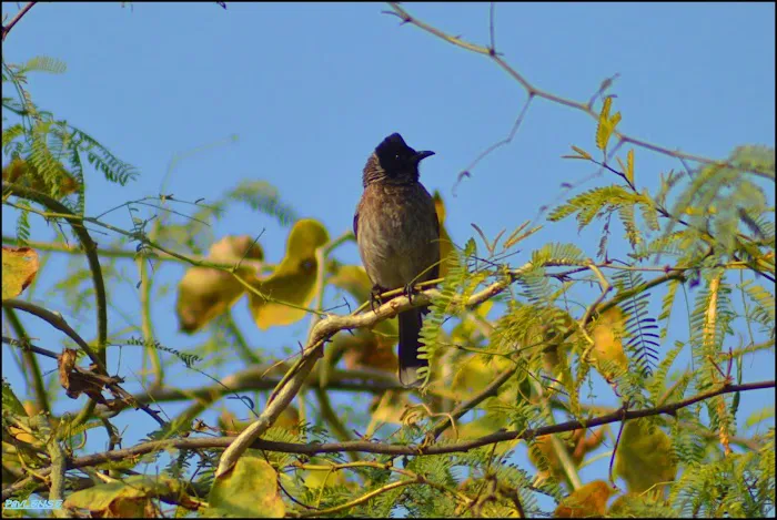Watch Tower 1 Bird Sanctury - 8