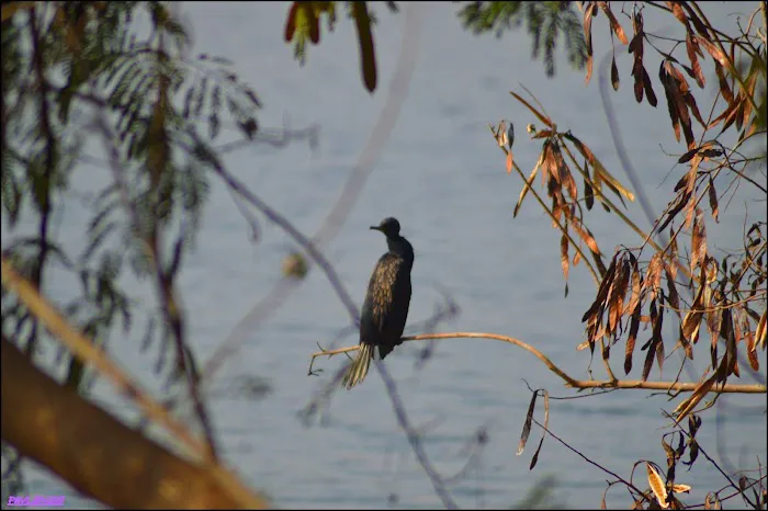Watch Tower 1 Bird Sanctury - 9