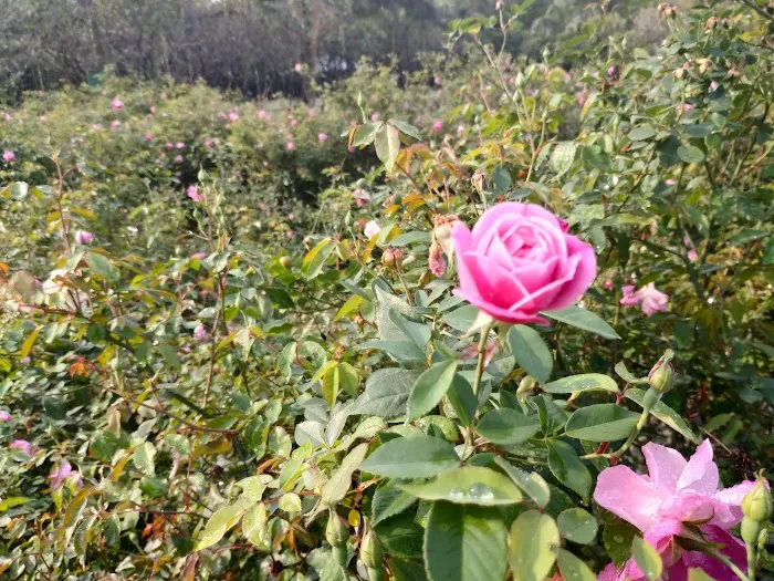 Mansarovar Park, Noida - 2