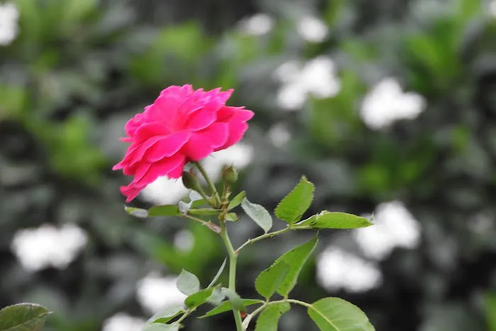 Rose Garden - 0