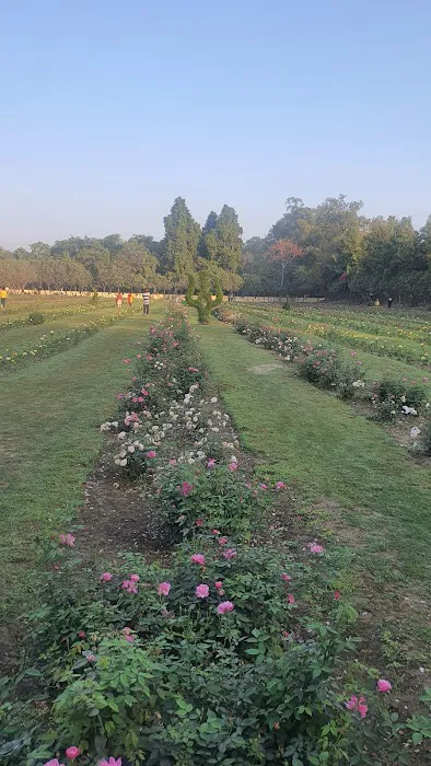 Rose Garden - 2