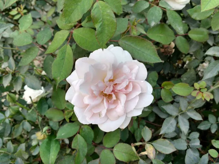 Rose Garden - 3