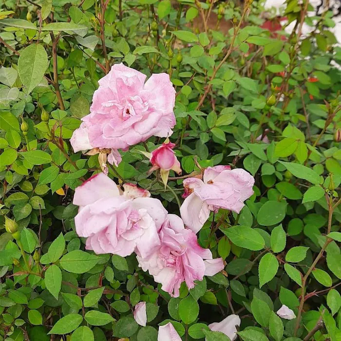 Rose Garden - 5