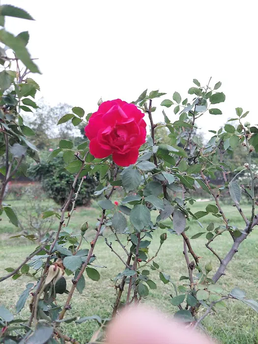 Noida park - 2