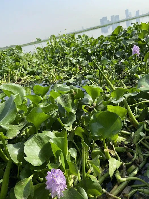 Yamuna River Bank, Jamia Nagar - 1