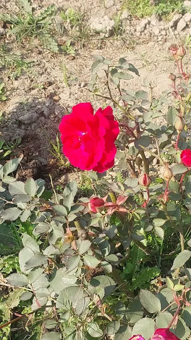 Rose park - 0