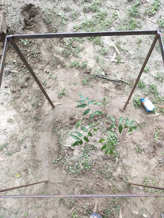 Dumpy-The Tree - 3