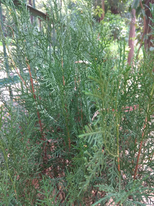 Herbal Garden - 4