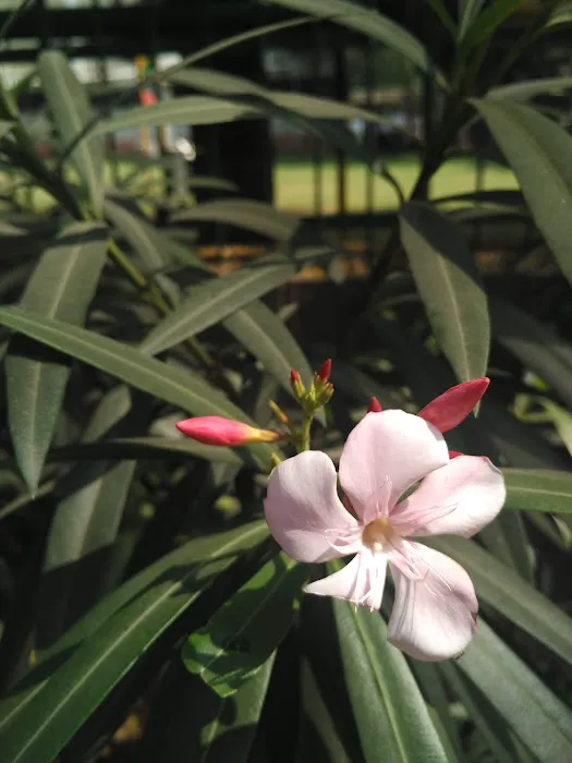 Herbal Garden - 6