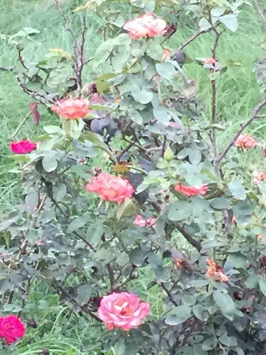 Rose Garden - 7