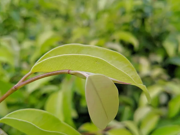 Madhuban Park - 9