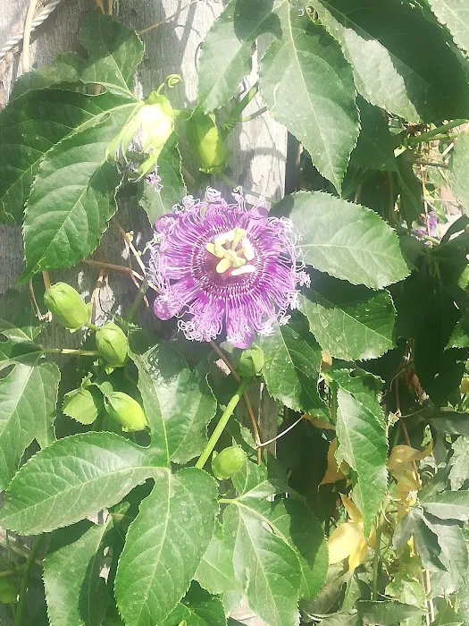 Nirman Vihar Park - 0