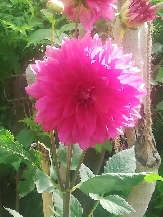 Nirman Vihar Park - 6
