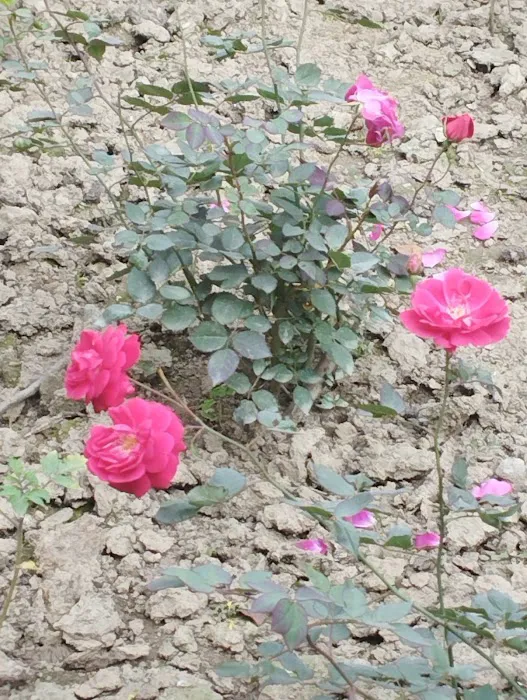 Nirman Vihar Park - 5