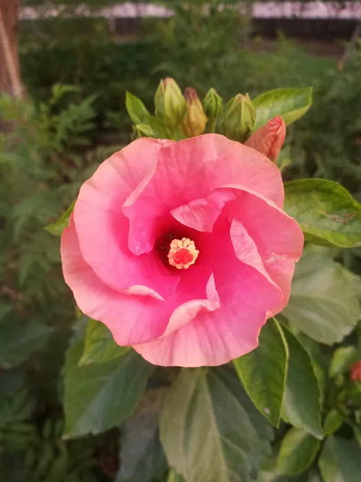 Nirman Vihar Park - 9