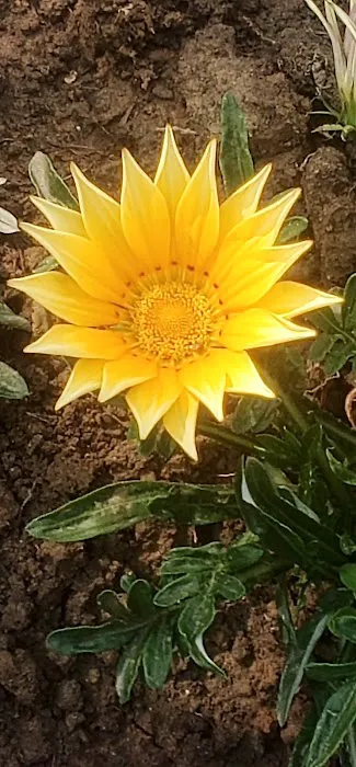 Nirman Vihar Park - 7