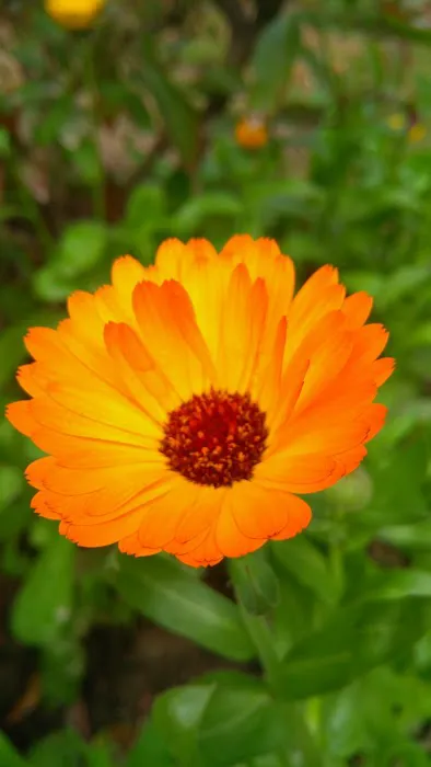 Krishna Jayanti Park - 9