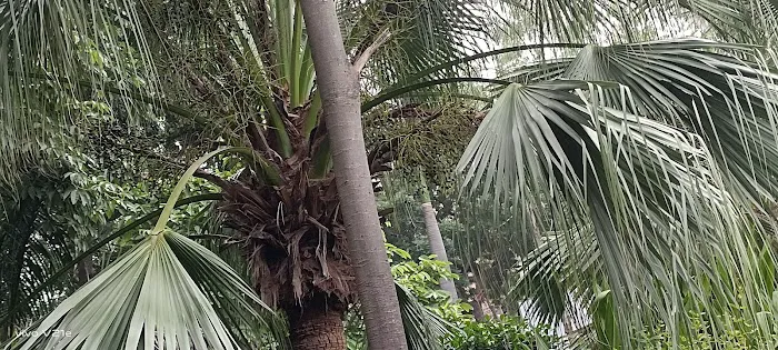 Krishna Jayanti Park - 7