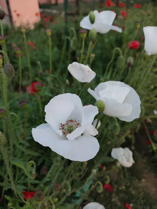 Lala Lajpat Rai Memorial Park - 8
