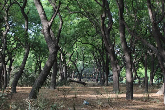 Forest Land - 6