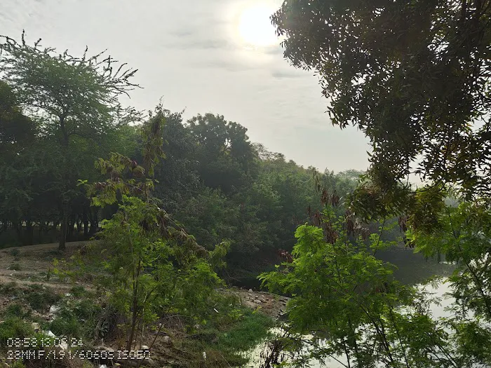Forest Land - 9