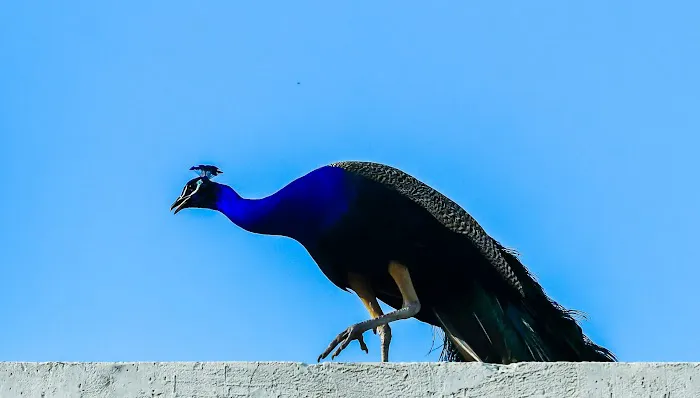 J Block Park - 6