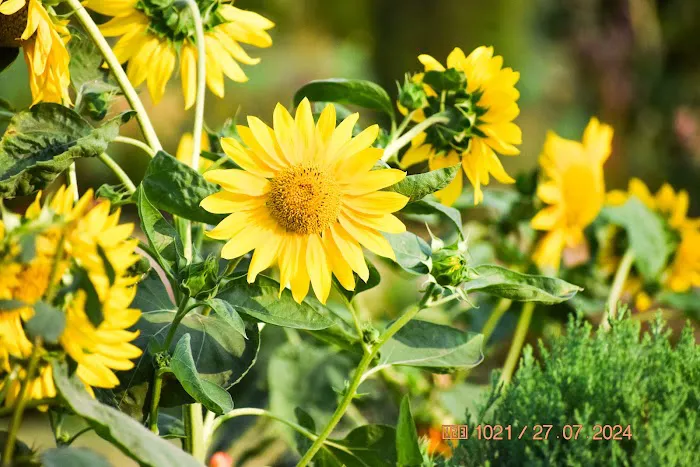 Mughal Garden - 6