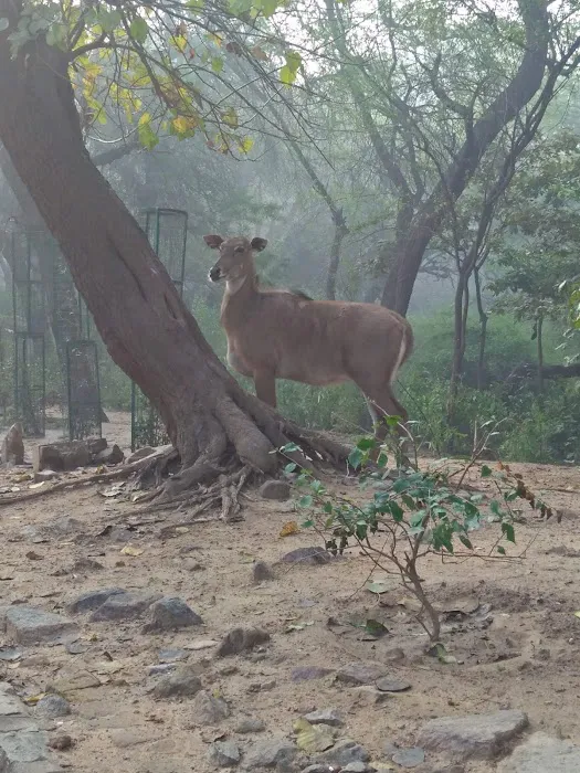 Reserve Forest Mehrauli Ridge - 6