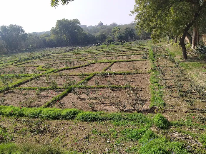 Rose Garden - 2