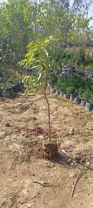 Medicinal Plantation - 2