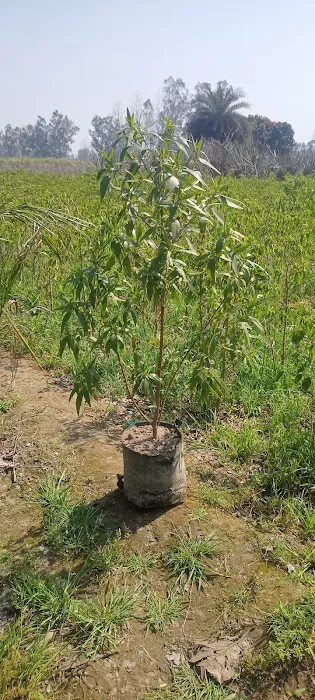 Medicinal Plantation - 1