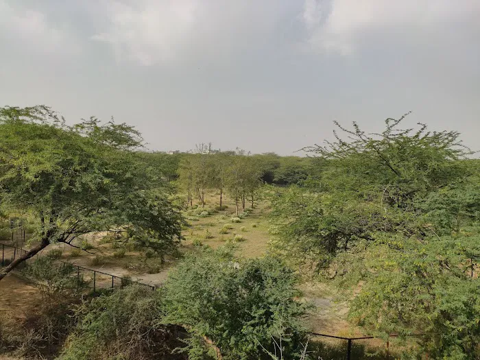 Medicinal Plantation - 4
