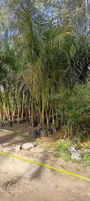 Medicinal Plantation - 6