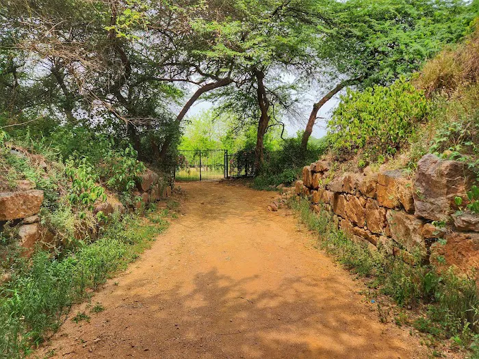 The Walls Of Qila Lal Kot and Sanjay VanView. - 3