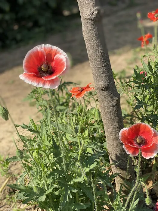 Satya Park - 6