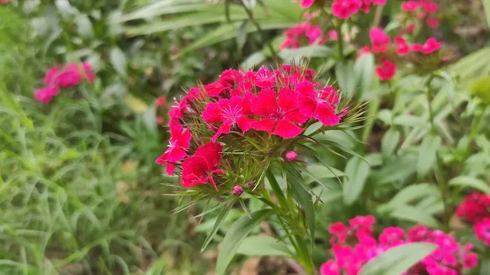 Satya Park - 9