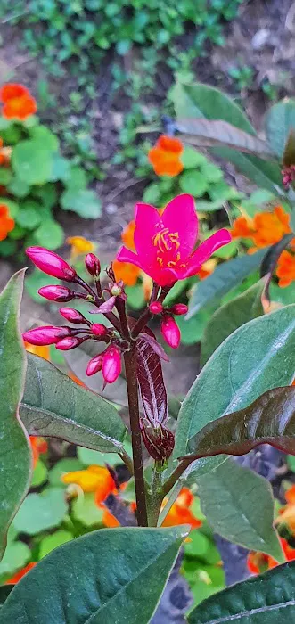 Sita Mata Park - 8