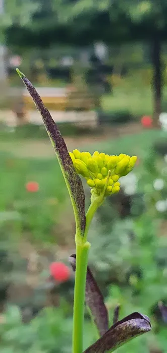 Sita Mata Park - 9