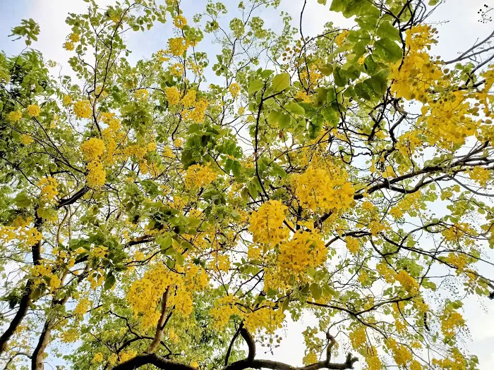 Roshanara Garden - 8