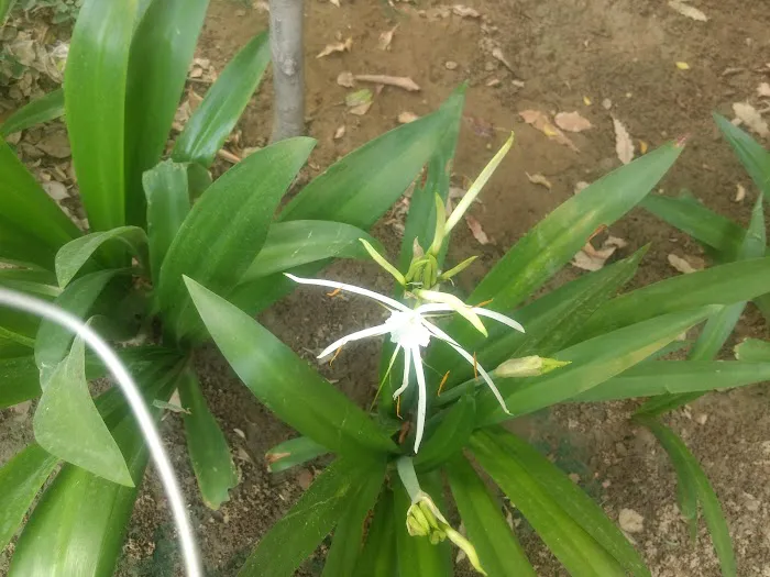 Dr. Khubram Jajoria Park - 0