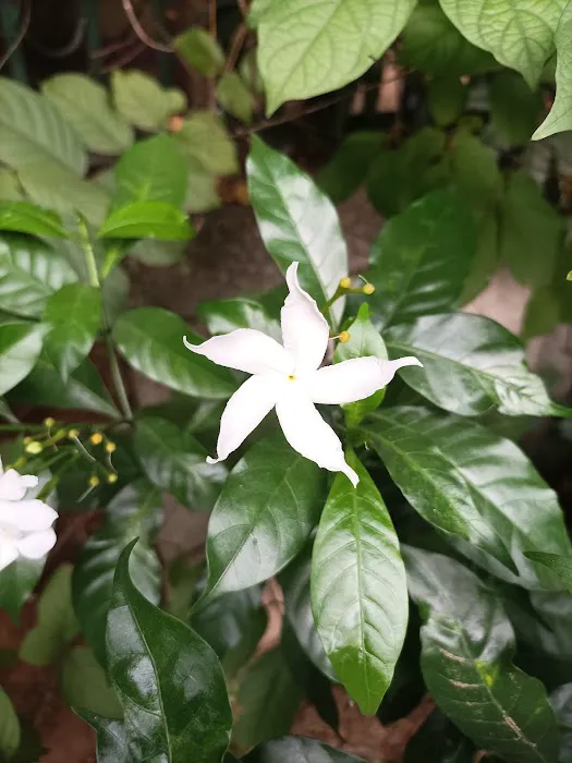 Shastri Park - 6