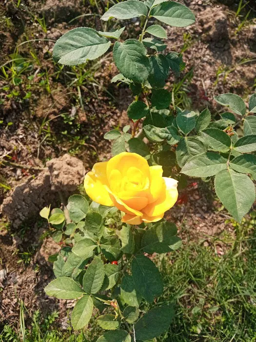 Bodhisattva Rose Garden - 3