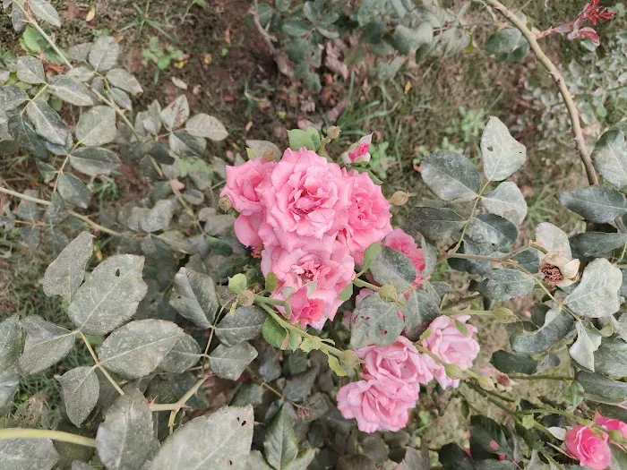 Bodhisattva Rose Garden - 5