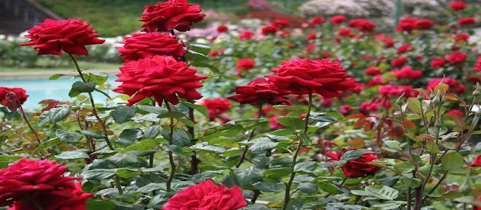 Bodhisattva Rose Garden - 8