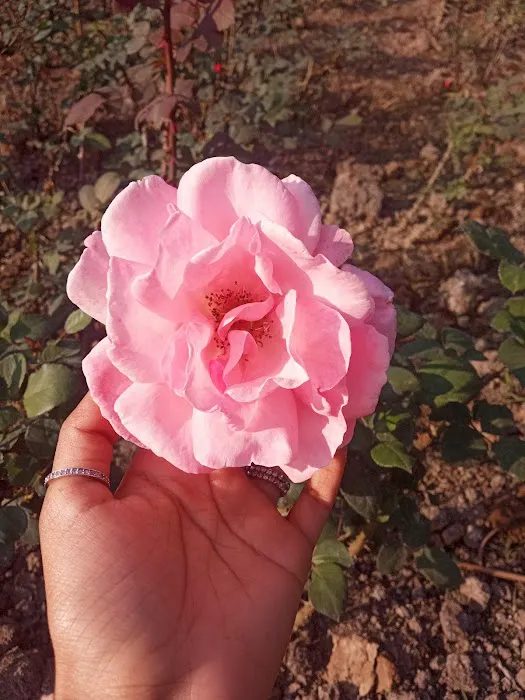 Bodhisattva Rose Garden - 7