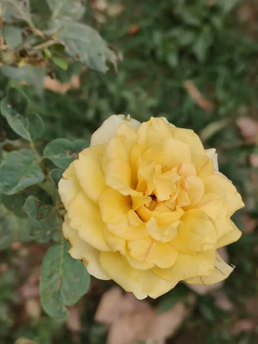 Bodhisattva Rose Garden - 9