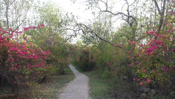 Bougainvillea Garden - 2