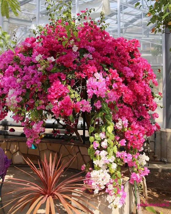 Bougainvillea Garden - 0