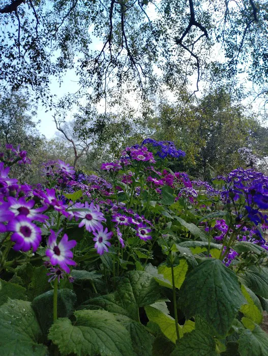 Bougainvillea Garden - 5